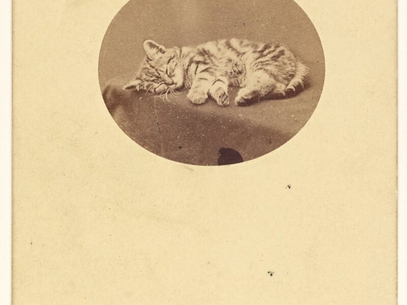 Котёнок Филя