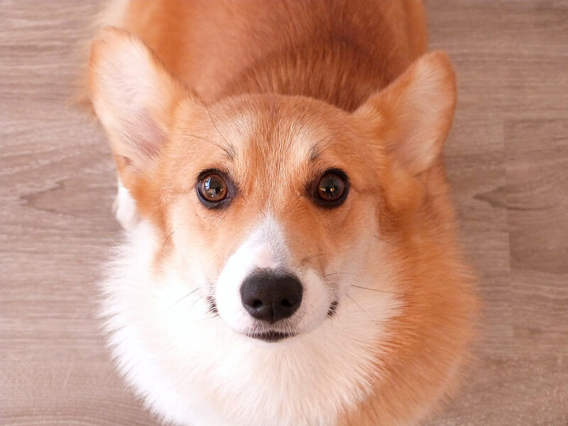 Корги Бублик