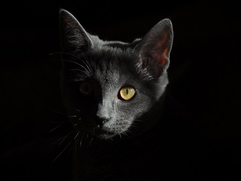 Кот Тиша